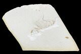 Fossil Pea Crab (Pinnixa) From California - Miocene #105032-1